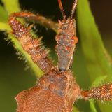 Sinea spinipes * Spiny Assassin Bug