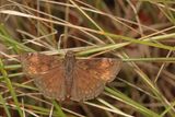 Wild Indigo Duskywing