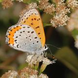 Bronze Copper