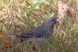 Dark-eyed Junco