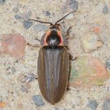 Ellychnia corrusca * Winter Firefly
