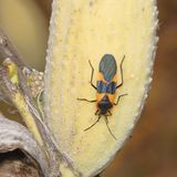 Oncopeltus fasciatus
