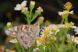 Painted Lady