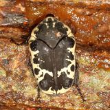 Gymnetis thula * Harlequin Flower Beetle