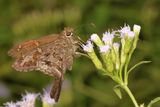 Dorantes Longtail