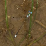 Lestes forficula * Rainpool Spreadwing