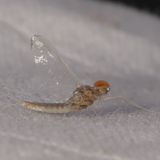 Family Baetidae - Small Minnow Mayflies  ♂