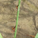 Sepedomerus macropus * Liverfluke Snail Predator Fly