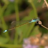 Ischnura ramburii   ♂ * Ramburs Forktail