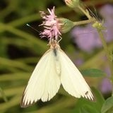 Great Southern White ♀