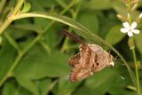 Long-tailed Skipper