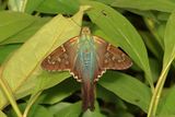 Long-tailed Skipper