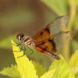 Slough Amberwing ♀