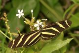 Zebra Heliconian