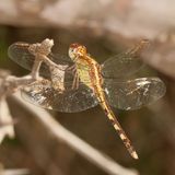 Band-Winged Dragonlet ♀