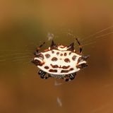 Gasteracantha cancriformis * Spinybacked Orbweaver