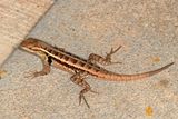 Rose-bellied Lizard * Sceloporus variabilis