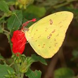 Cloudless Sulphur ♂