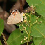 Dusky-blue Groundstreak