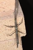 Sermyle mexicana * Mexican Walkingstick