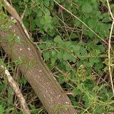 Schotts Whipsnake * Masticophis schotti