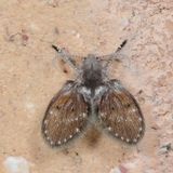 Clogmia albipunctata