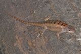 Texas Spiny Lizard