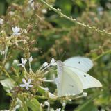 Giant White ♂