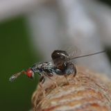 Genus Podagrion  ♀