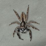 Menemerus bivittatus ♂ * Gray Wall Jumper