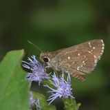 Celias Roadside Skipper