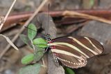Zebra Heliconian