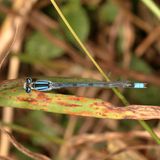 Enallagma civile  ♂ *  Familiar Bluet