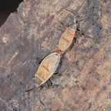 Largus maculatus * Mexican Bordered Plant Bug