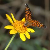 Elada Checkerspot