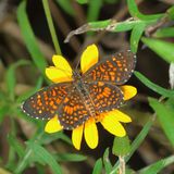 Elada Checkerspot