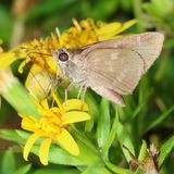 Fawn-spotted Skipper