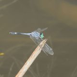 Spot-tailed Dasher * Micrathyria aequalis