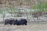 Collared Peccary