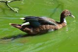 Muscovy Duck