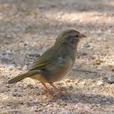 Olive Sparrow