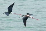 Black-necked Stilt