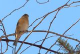 Lazuli Bunting