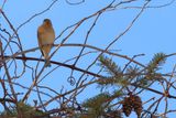 Lazuli Bunting