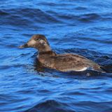 White-winged Scoter ♀