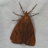 Hodges#8118 * Virbia opella