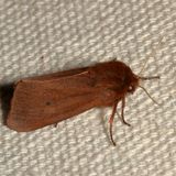 Hodges#8156 * Ruby Tiger Moth * Phragmatobia fuliginosa
