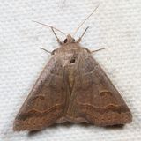 Hodges#8591 * Common Oak Moth * Phoberia atomaris