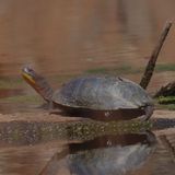 Blandings Turtle