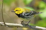 Black-throated Green Warbler ♂